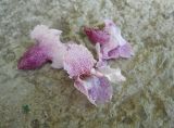 Catalpa fargesii form duclouxii. Опавшие цветки. Южный берег Крыма, Никитский ботанический сад. 22 мая 2012 г.