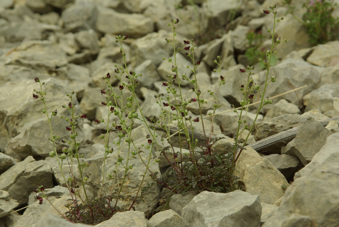 Изображение особи Scrophularia exilis.