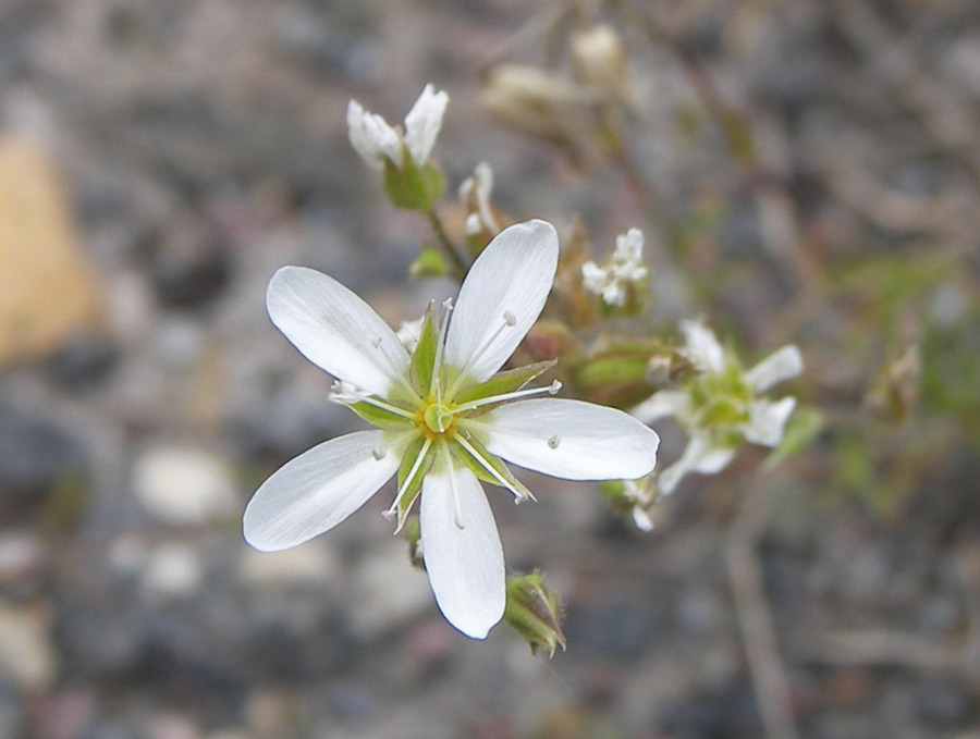 Image of Minuartia biebersteinii specimen.