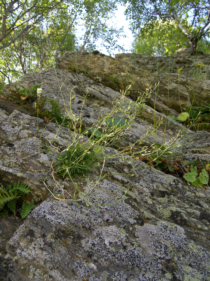 Image of Draba siliquosa specimen.