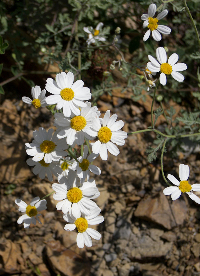 Image of Pyrethrum glanduliferum specimen.