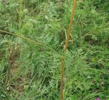 Смотреть изображение Chaerophyllum prescottii
