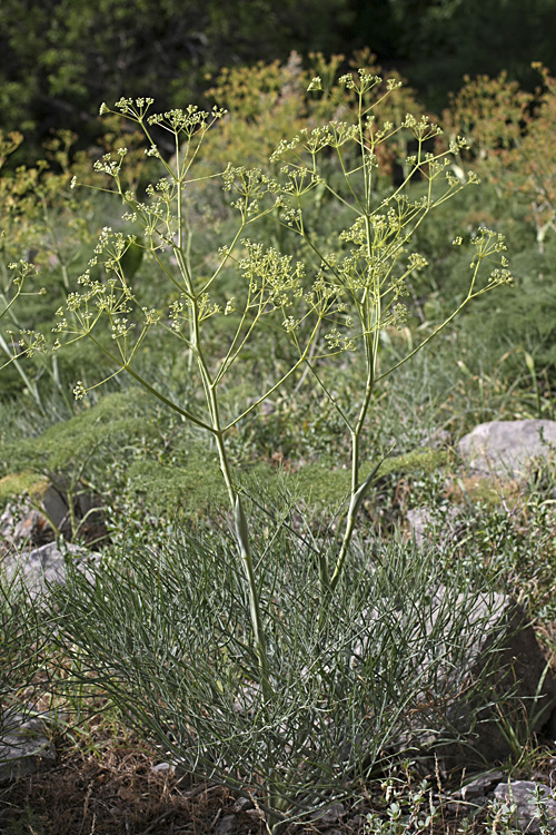 Image of Ferula leucographa specimen.