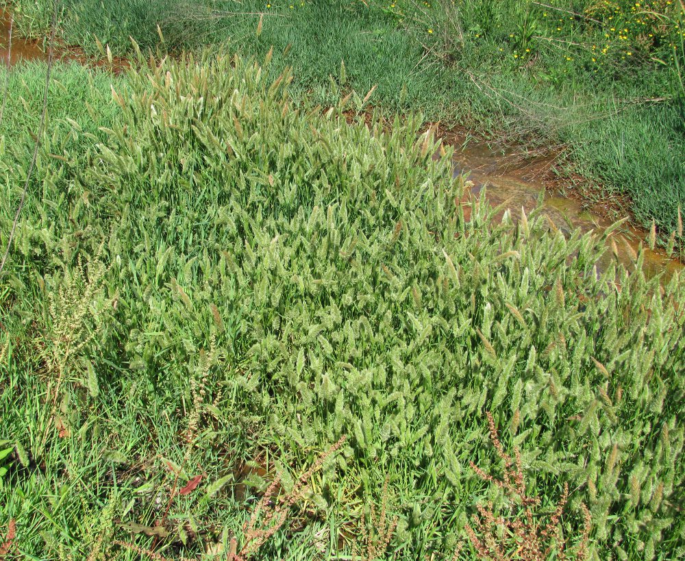 Изображение особи Polypogon monspeliensis.