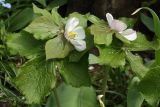 Sinopodophyllum hexandrum. Верхушки цветущих растений. Ленинградская область, дер. Дубки, в культуре. 27.05.2012.