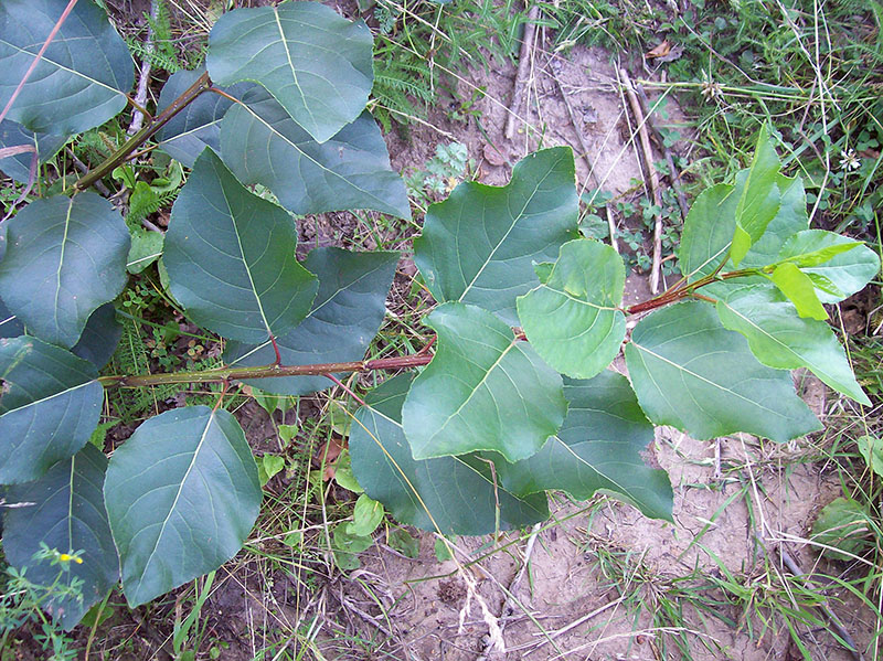 Изображение особи Populus &times; sibirica.