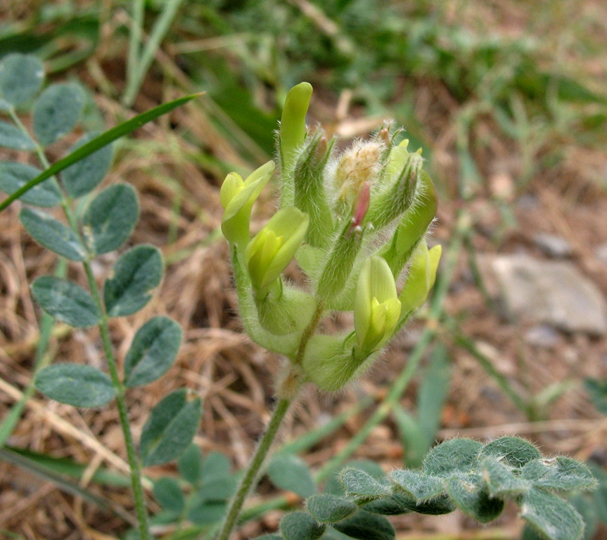 Изображение особи Astragalus rumpens.