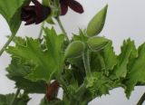Pelargonium &times; domesticum