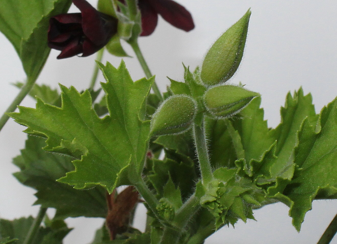 Изображение особи Pelargonium &times; domesticum.