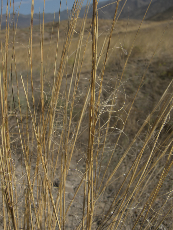 Image of Stipa hohenackeriana specimen.