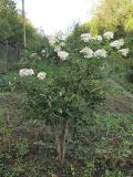 Hydrangea paniculata