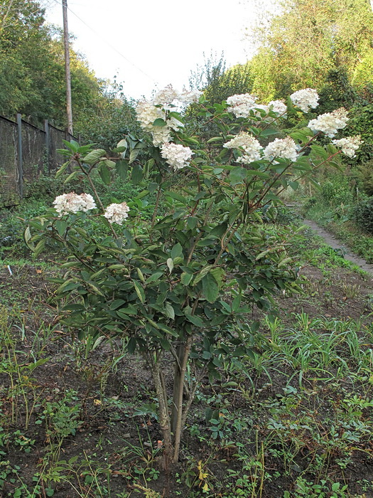 Image of Hydrangea paniculata specimen.