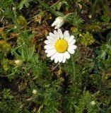 genus Anthemis