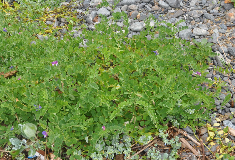 Изображение особи Lathyrus japonicus.