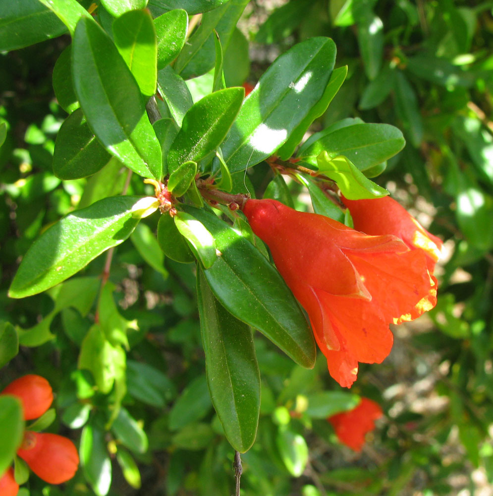 Image of Punica granatum specimen.