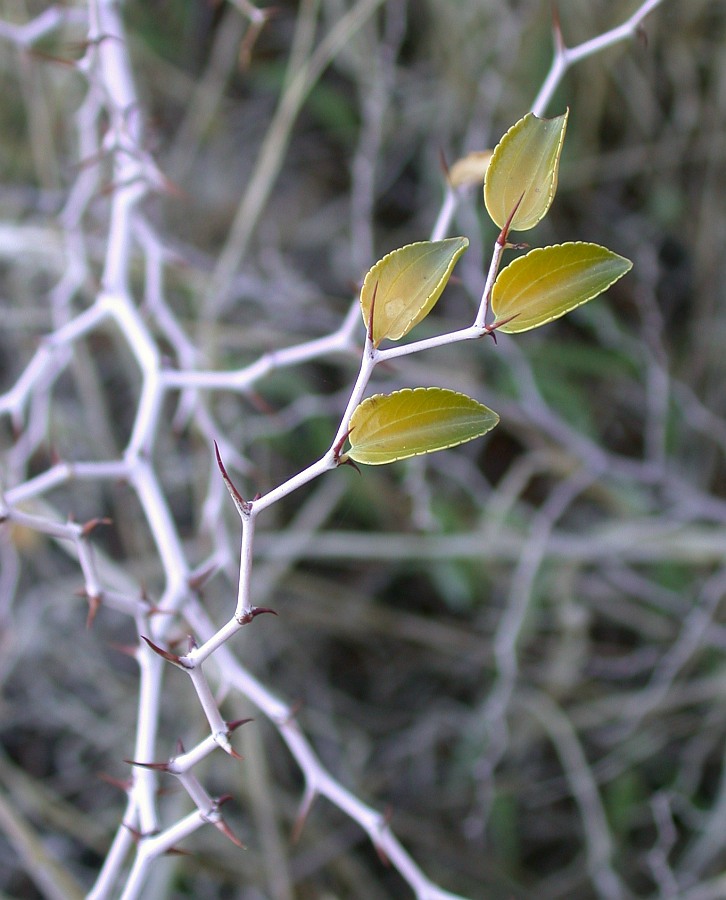 Image of Ziziphus lotus specimen.