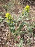 Euphorbia glomerulans. Цветущее растение. Киргизия, Чуйская обл., северный склон Киргизского хр. 29 апреля 2012 г.