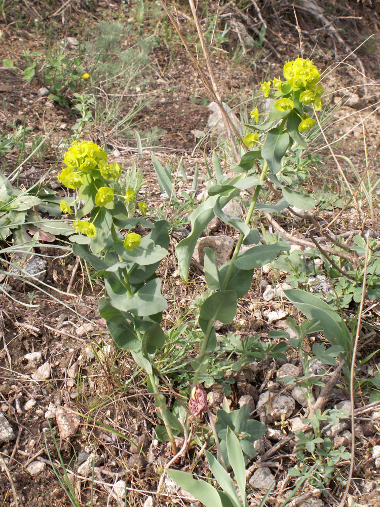 Image of Euphorbia glomerulans specimen.