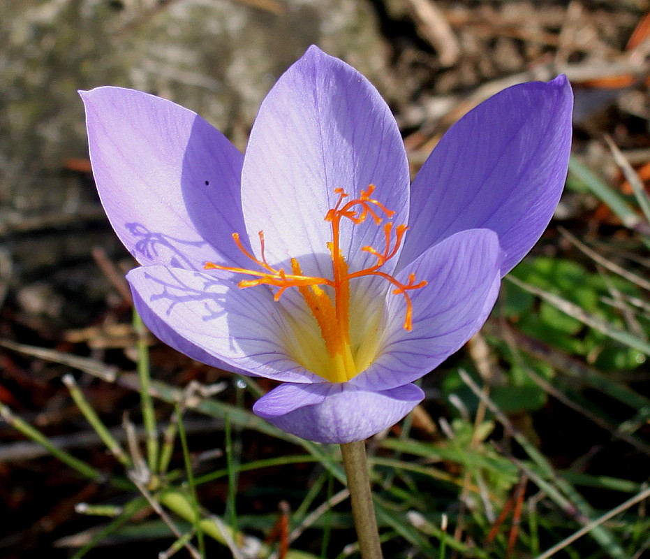 Image of Crocus speciosus specimen.