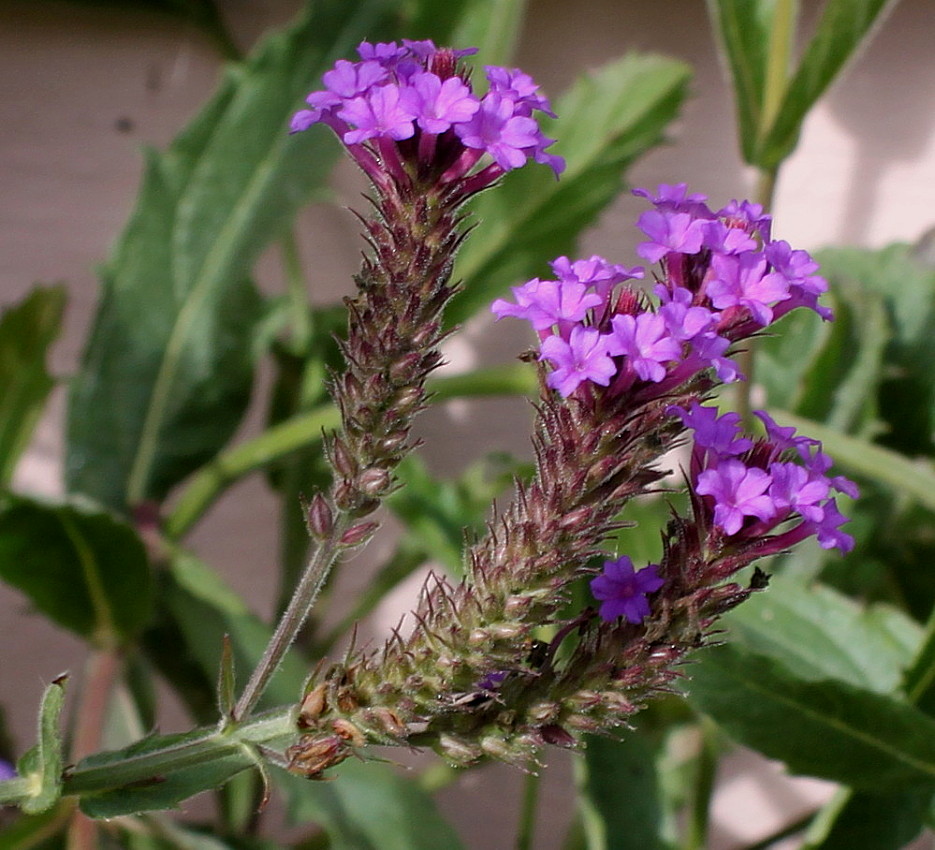 Image of Verbena rigida specimen.