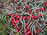 Ephedra monosperma. Часть растения со зрелыми фрутификациями. Иркутская обл., о. Ольхон, окр. пос. Хужир, берег Малого Моря, мыс Татайский. 24.07.2012.