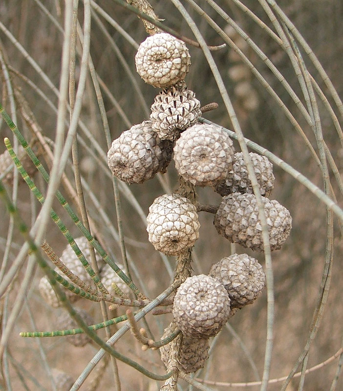 Image of Casuarina equisetifolia specimen.