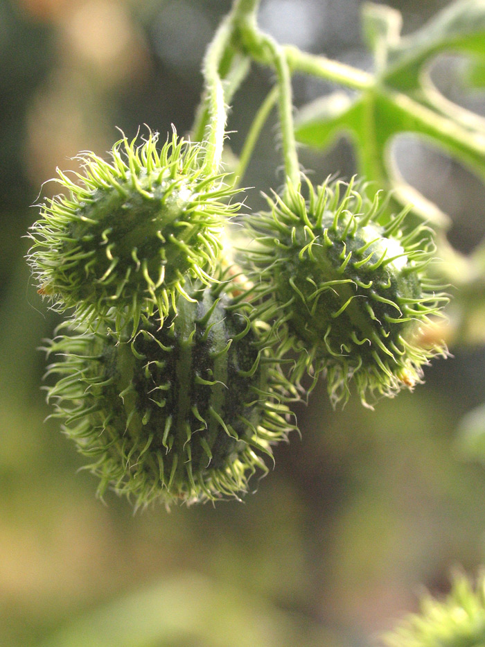 Image of Cucumis myriocarpus specimen.