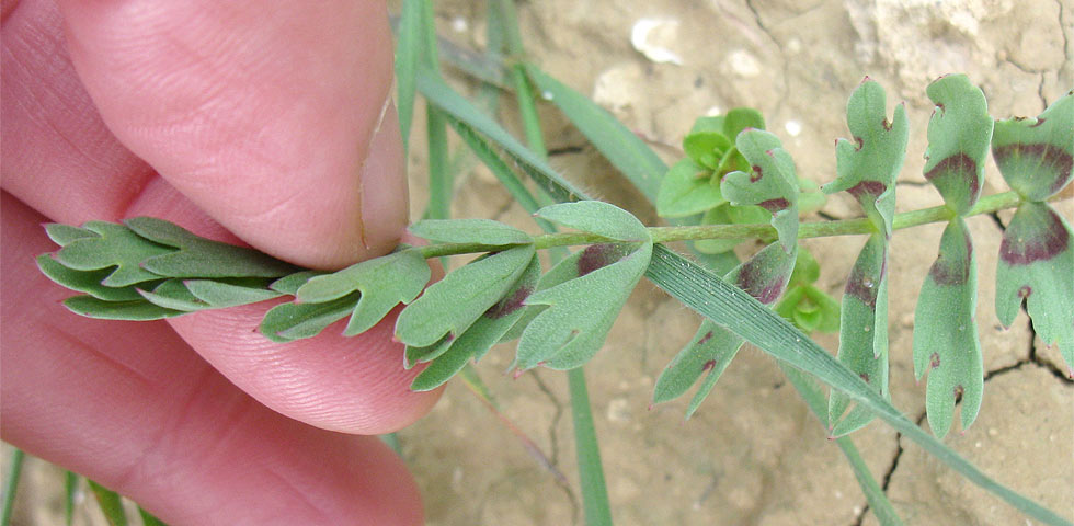 Image of Bongardia chrysogonum specimen.