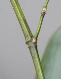Phyllostachys viridis. Часть трёхлетней веточки с основанием двухлетней веточки. Германия, г. Кемпен, у велосипедной дорожки. 28.03.2013.