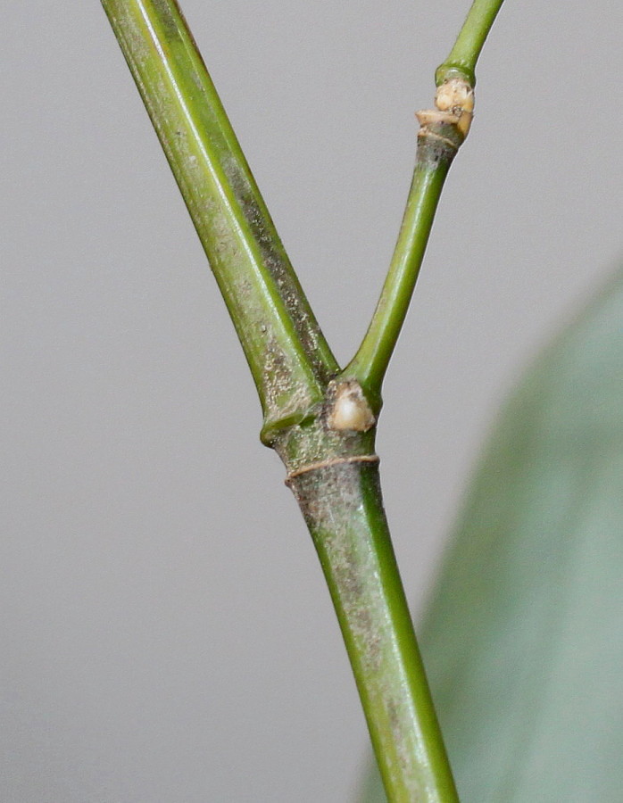 Изображение особи Phyllostachys viridis.