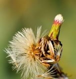 Symphyotrichum subulatum