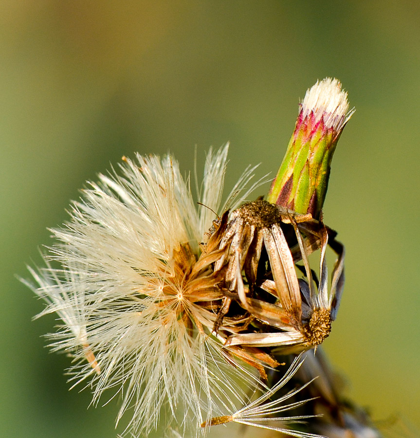 Изображение особи Symphyotrichum subulatum.