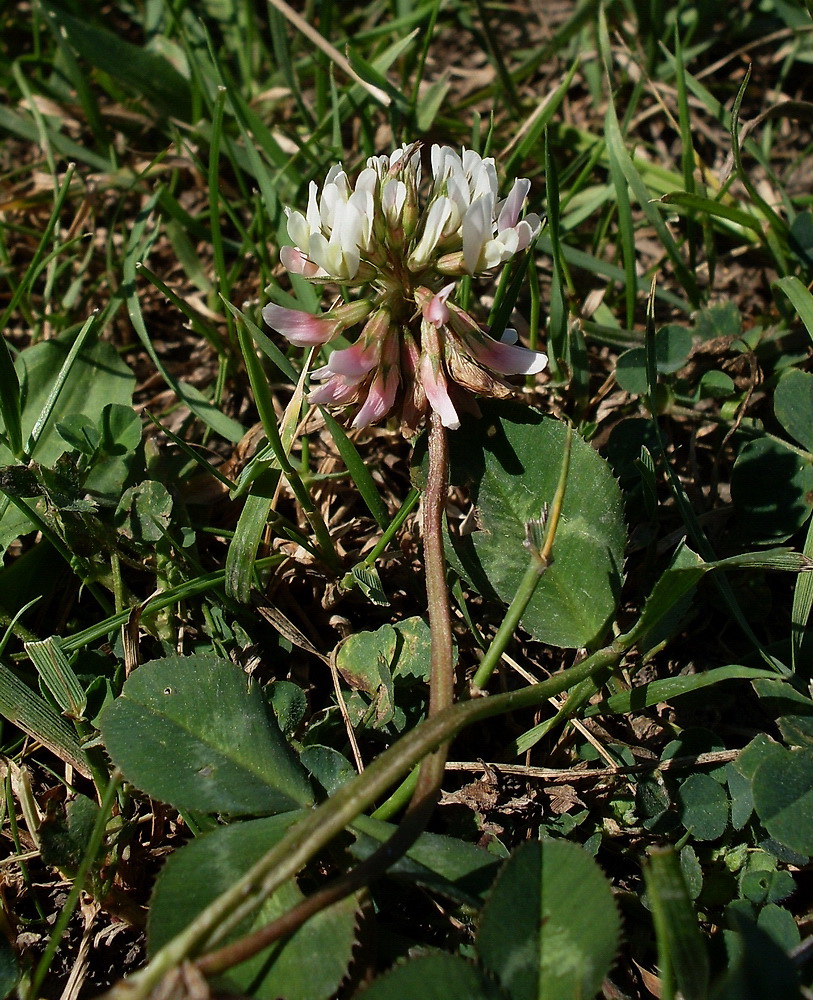 Изображение особи Trifolium hybridum.