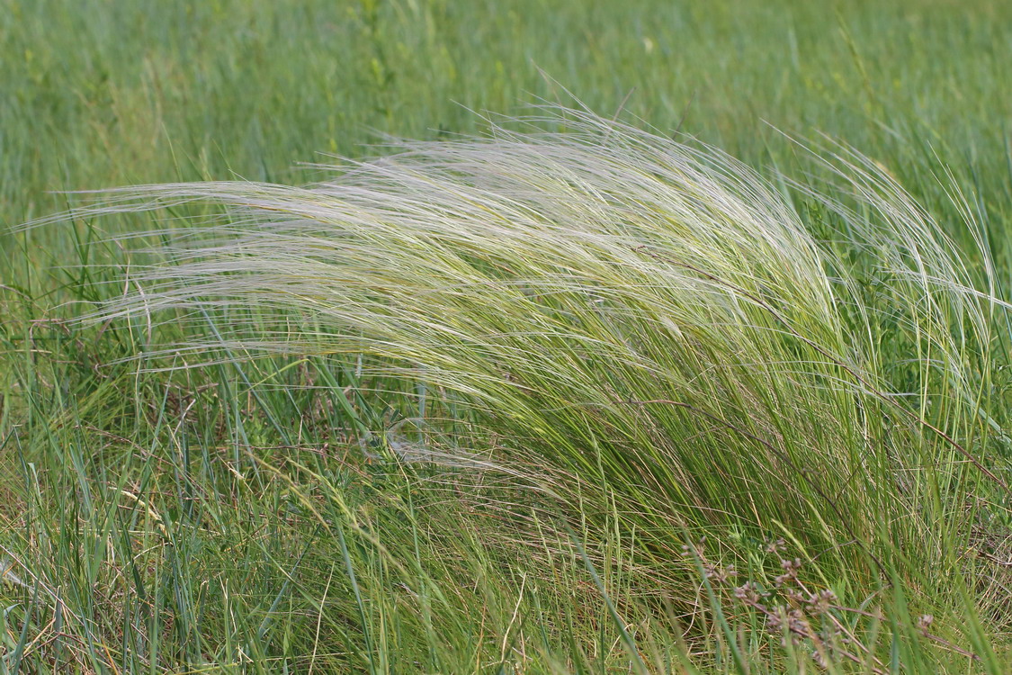 Изображение особи Stipa lessingiana.