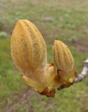 Aesculus hippocastanum. Начинающие вегетировать побеги. Украина, г. Запорожье, пос. Солнечный, возле Института масличных культур. 12.04.2013.