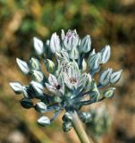 Allium filidens ssp. ugami