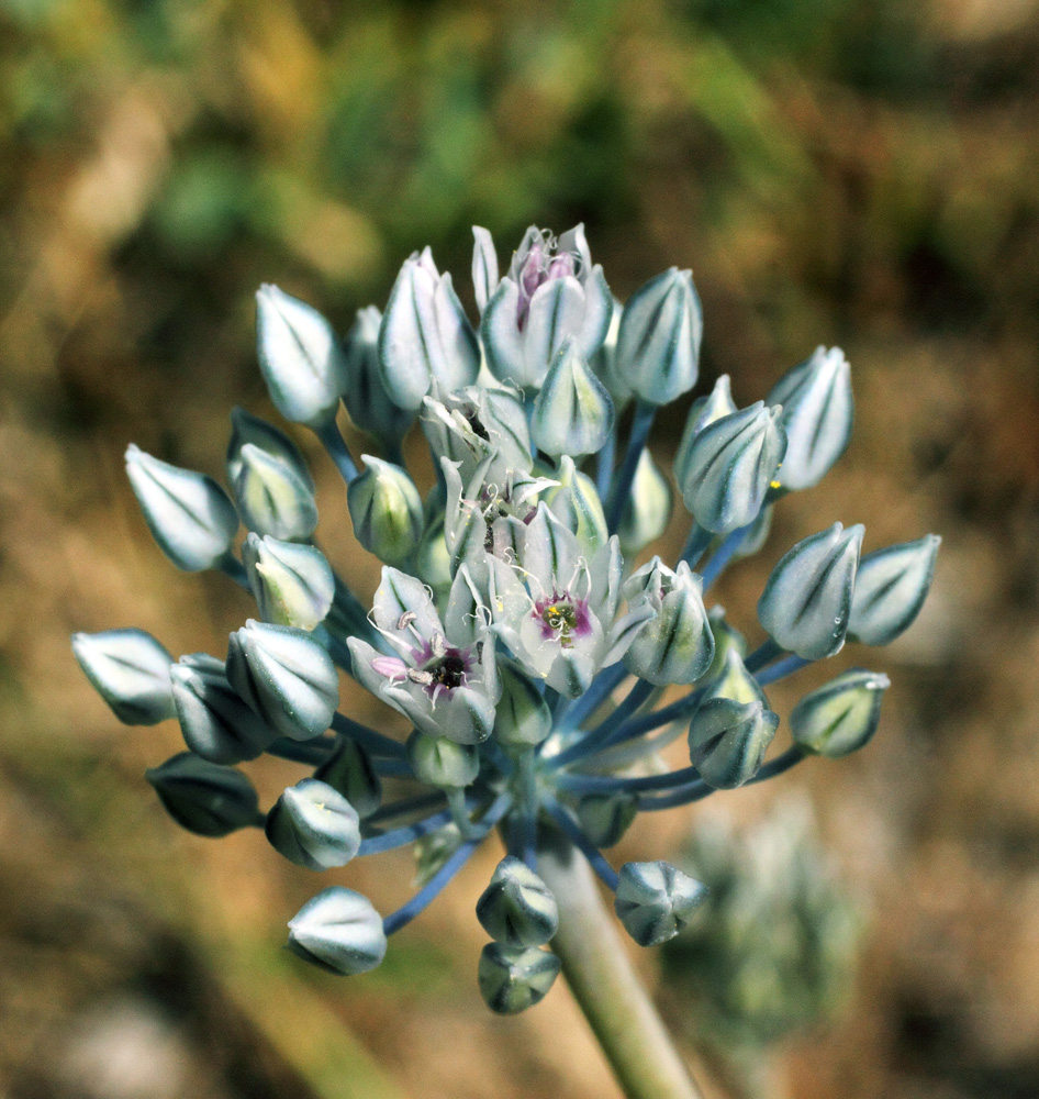 Изображение особи Allium filidens ssp. ugami.