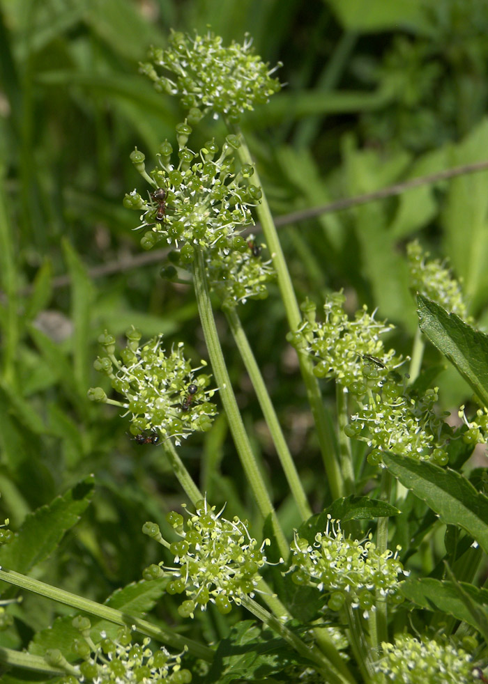 Image of Agasyllis latifolia specimen.