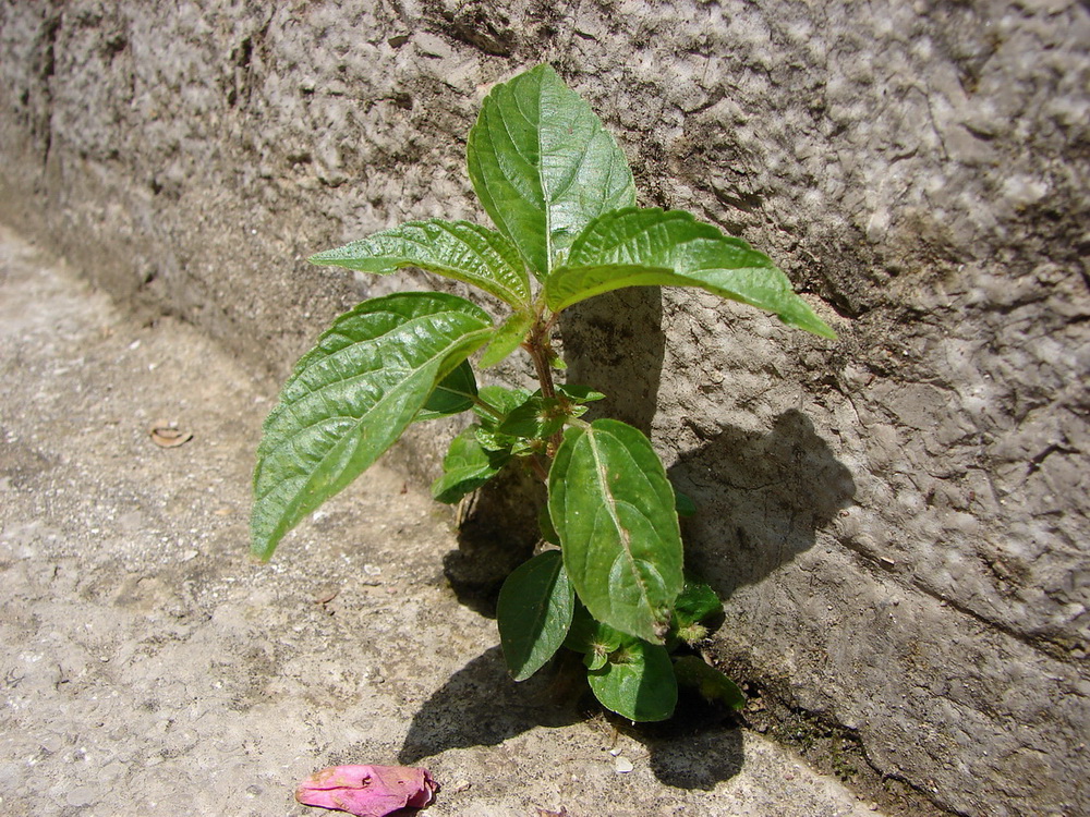 Image of Acalypha australis specimen.