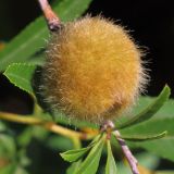 Amygdalus nana. Плод. Ростовская обл., Неклиновский р-н, Носовское с/п, балка Камышовая. 11.06.2013.