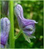 Aconitum septentrionale. Цветок. Чувашия, окрестности г. Шумерля, тропа на Красную речку за Низким полем. 5 июня 2009 г.