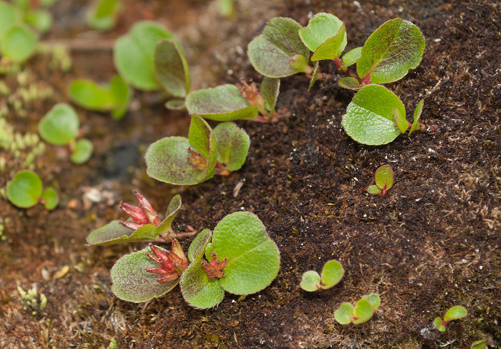 Image of Salix herbacea specimen.