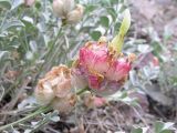 Astragalus ellipsoideus