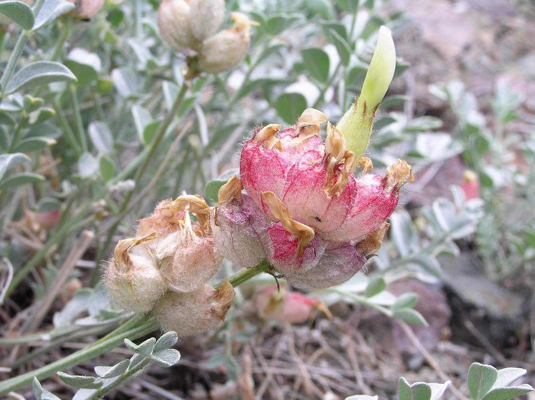 Image of Astragalus ellipsoideus specimen.