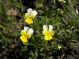 Viola tricolor ssp. alpestris