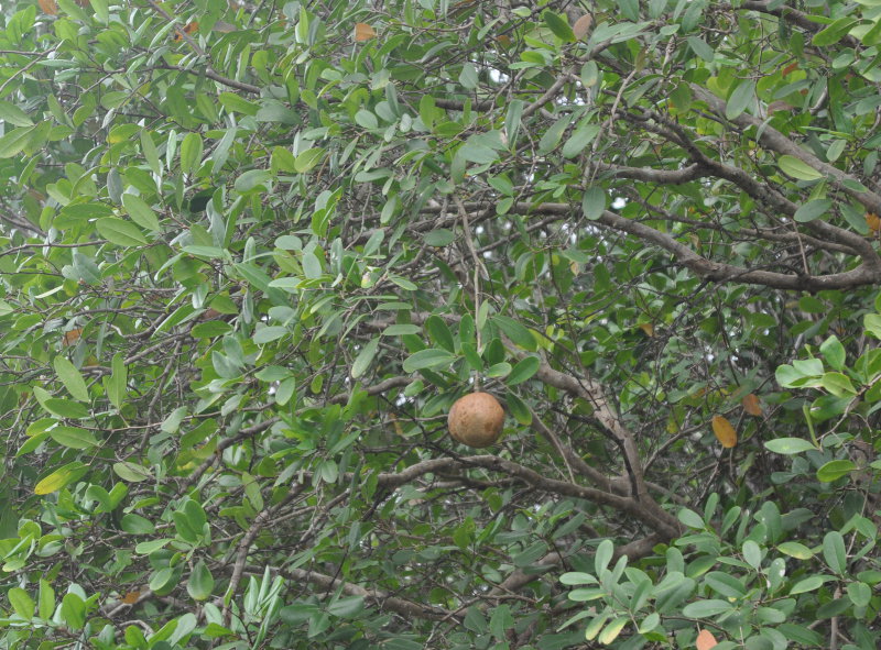 Image of Xylocarpus granatum specimen.