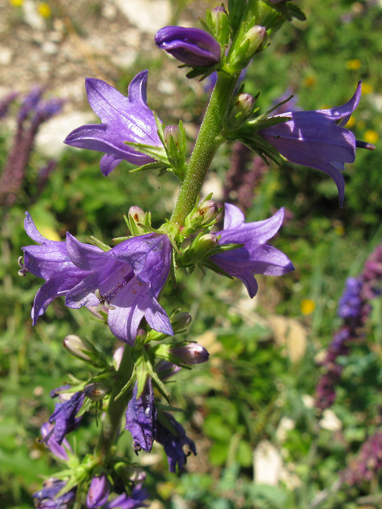 Изображение особи Campanula ruthenica.