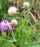 Cirsium setosum