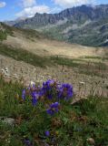 Geranium gymnocaulon