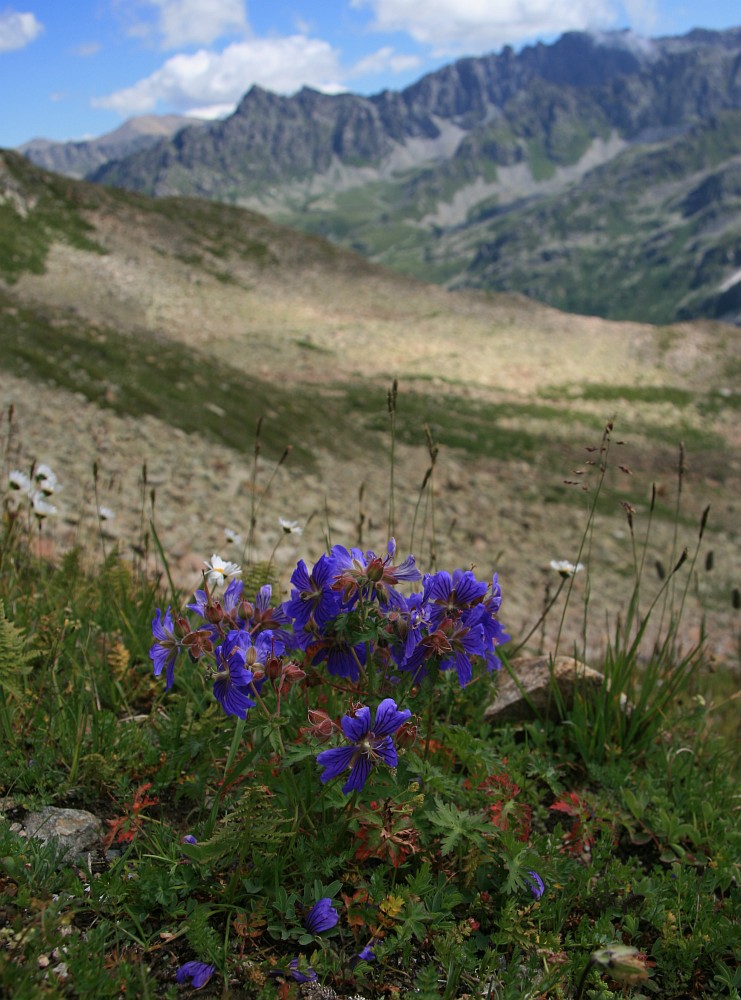 Изображение особи Geranium gymnocaulon.